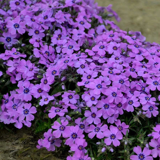 Creek Hill Nursery / Phlox subulata 'Eye Shaddow'