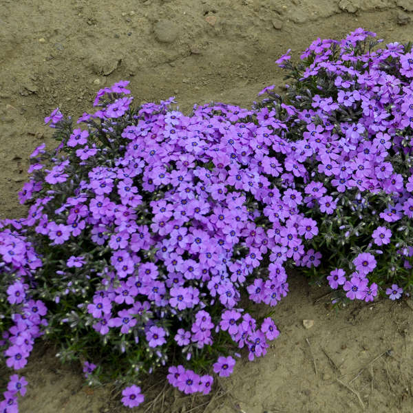 Walters Gardens, Inc. / Phlox subulata 'Eye Shaddow'