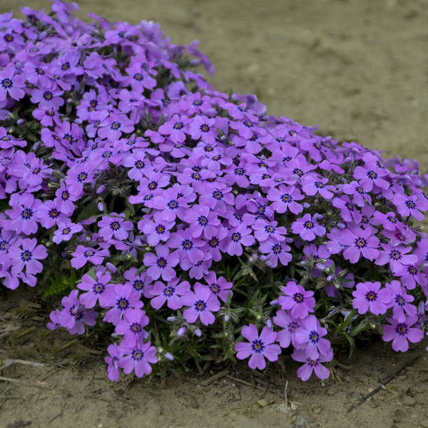 Walters Gardens, Inc. / Phlox subulata 'Eye Shaddow'