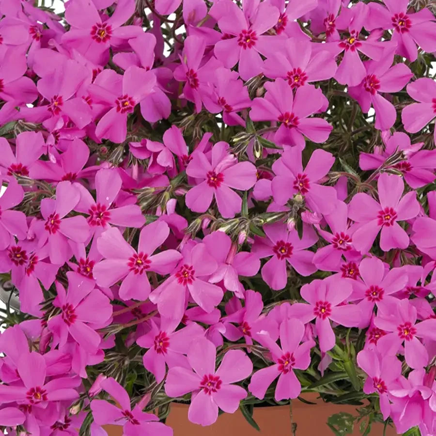 Emerald Coast Growers / Phlox subulata 'Pink Spring'
