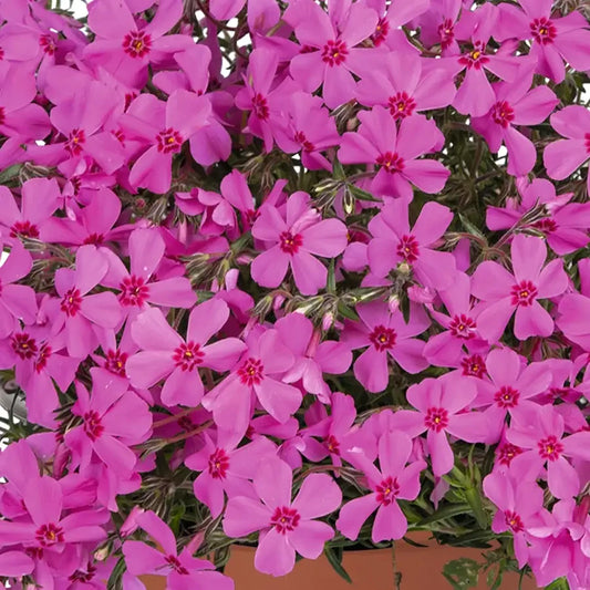 Emerald Coast Growers / Phlox subulata 'Pink Spring'
