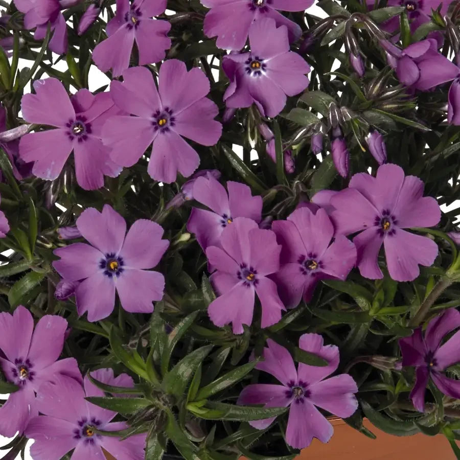 Emerald Coast Growers / Phlox subulata Spring® Purple