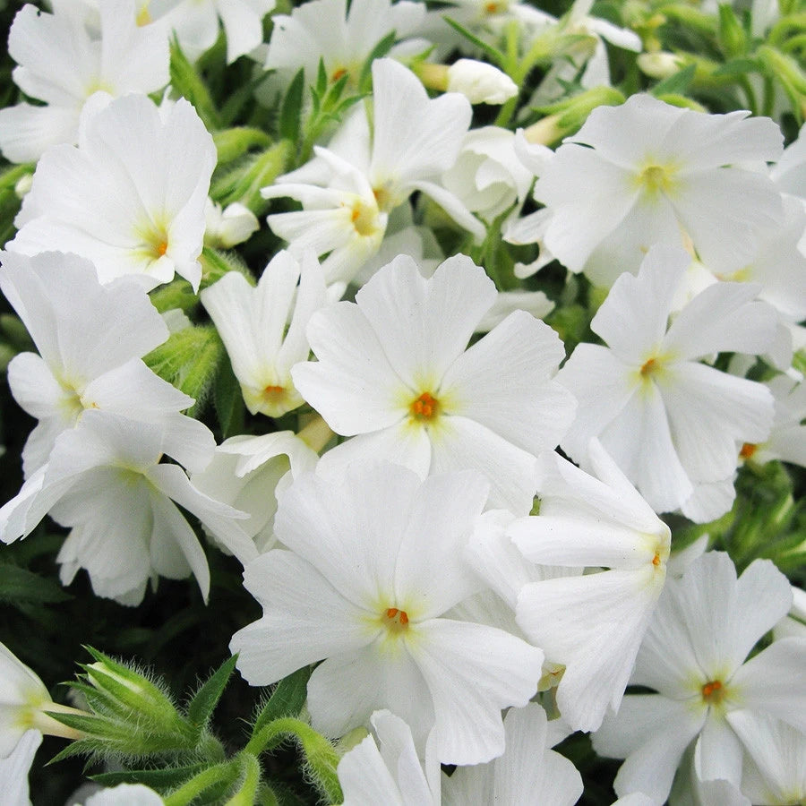 Emerald Coast Growers / Phlox subulata 'Spring White'