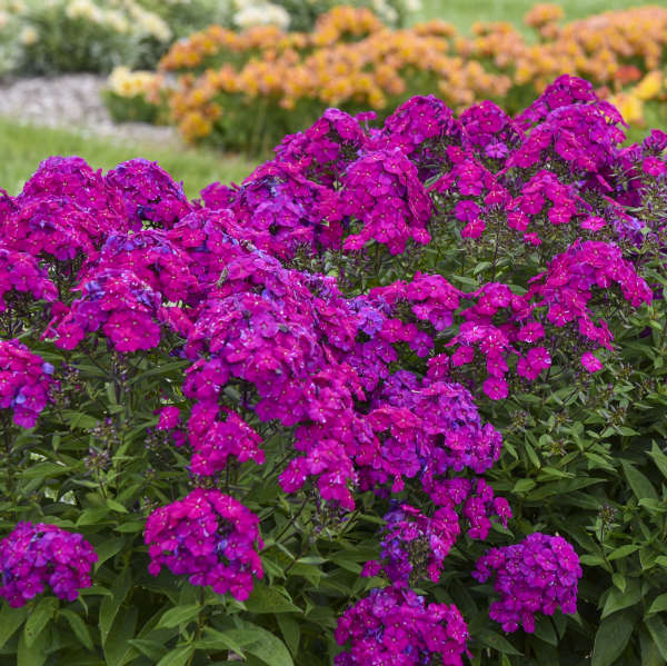 Walters Gardens, Inc. / Phlox paniculata 'Ultraviolet'
