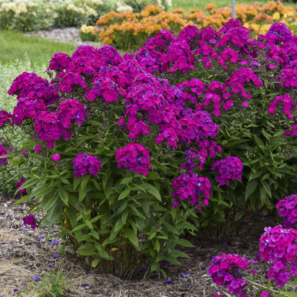 Walters Gardens, Inc. / Phlox paniculata 'Ultraviolet'