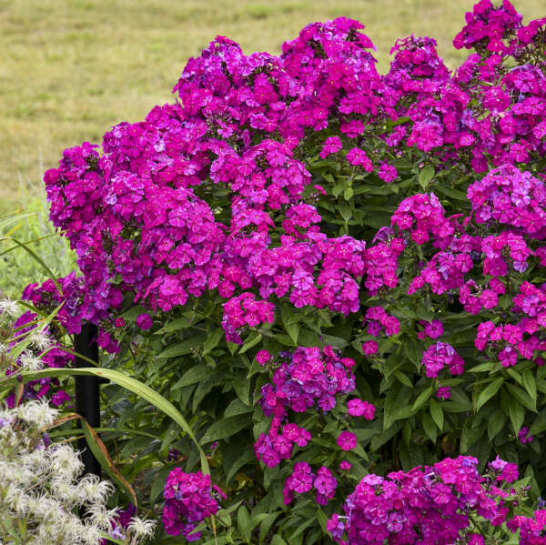 Walters Gardens, Inc. / Phlox paniculata 'Ultraviolet'