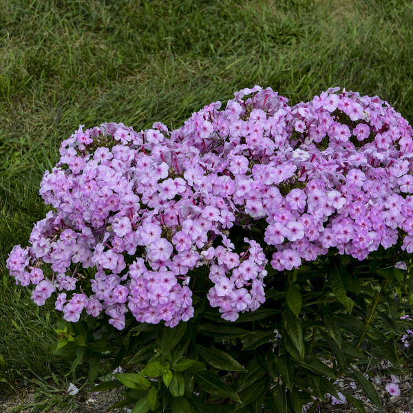 Walters Gardens / Phlox paniculata 'Uptown Girl'