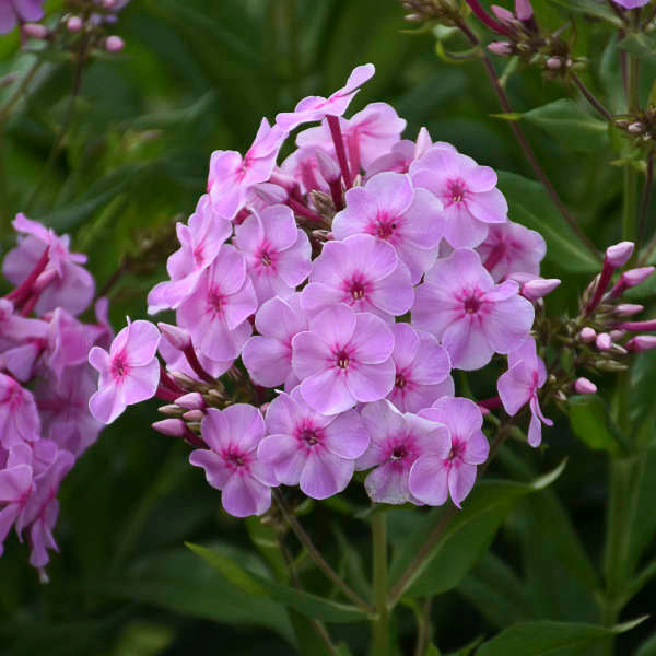 Walters Gardens / Phlox paniculata 'Uptown Girl'