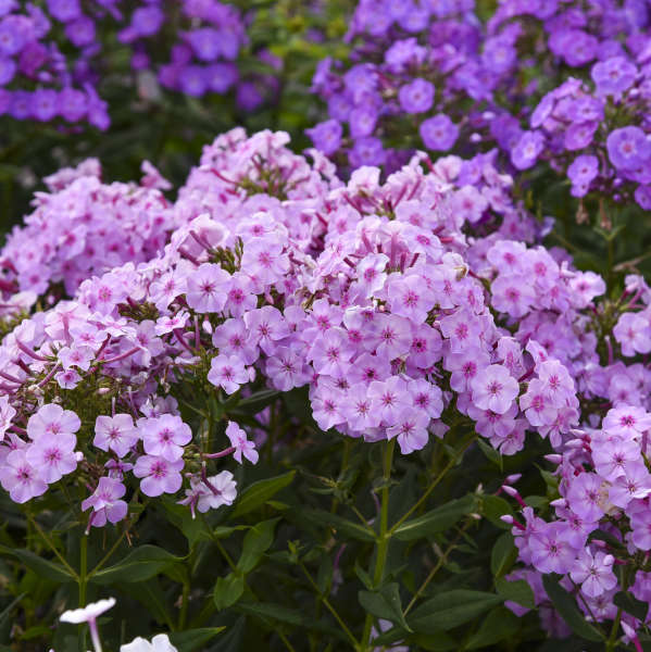 Walters Gardens / Phlox paniculata 'Uptown Girl'