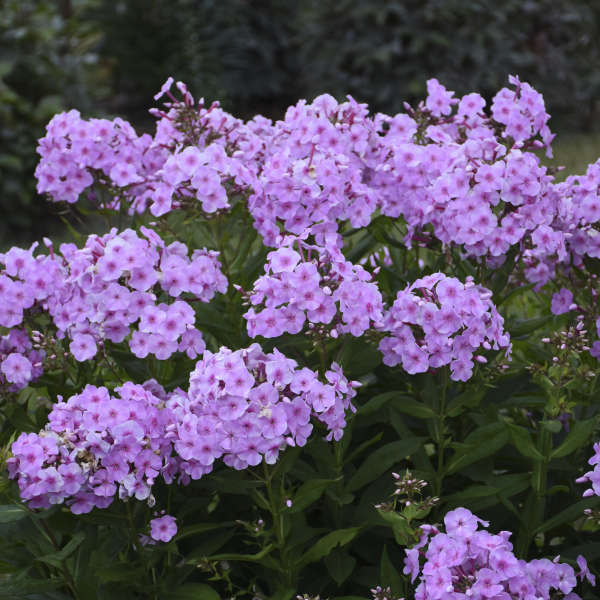Walters Gardens / Phlox paniculata 'Uptown Girl'