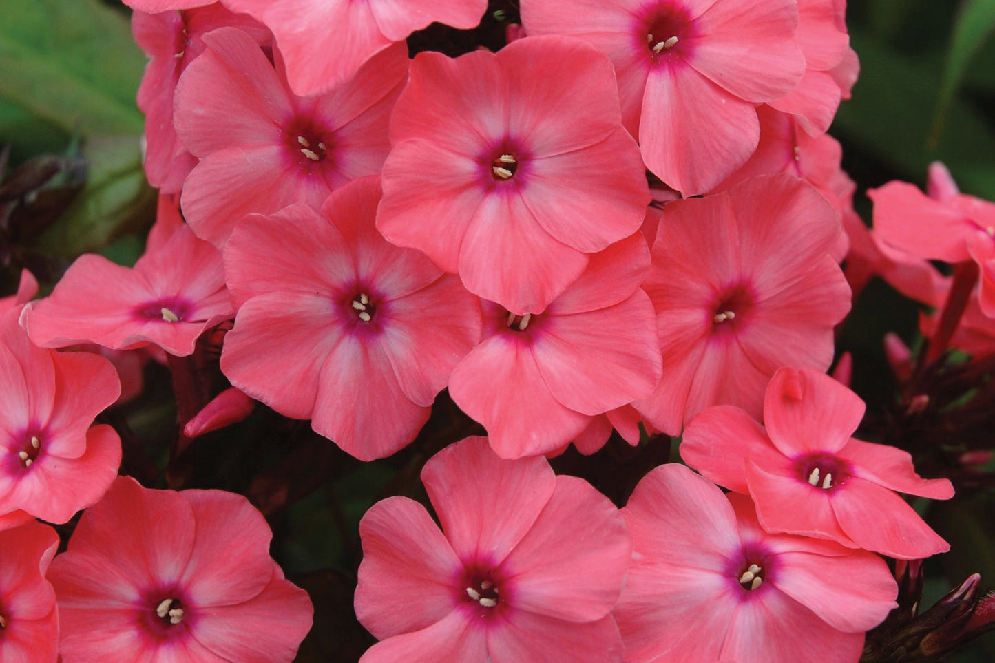 Creek Hill Nursery / Phlox paniculata 'Coral Creme'