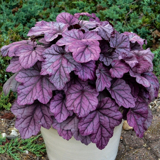 3 Live Heuchera 'Pink Panther Starter Perennials Coral Bells. Stunning Colors. Easy to Grow. Loves Moist Shady Area.