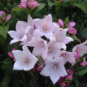 Swift Greenhouses, Inc. / Platycodon grandiflorus 'Astra Pink'