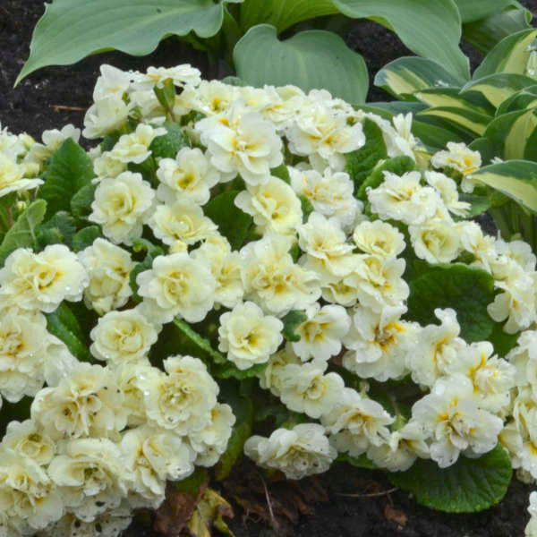 Walters Gardens, Inc. / Primula vulgaris BELARINA® CREAM  
