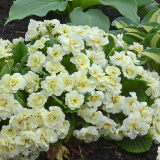 Walters Gardens, Inc. / Primula vulgaris BELARINA® CREAM  