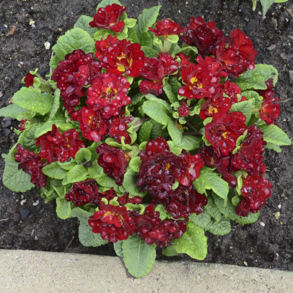 Walters Gardens, Inc. / Primula vulgaris BELARINA® VALENTINE