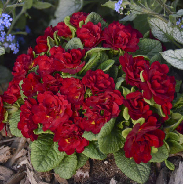Walters Gardens, Inc. / Primula vulgaris BELARINA® VALENTINE