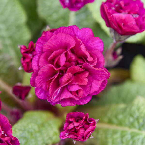 Walters Gardens, Inc. / Primula vulgaris BELARINA® BERRY DARLING
