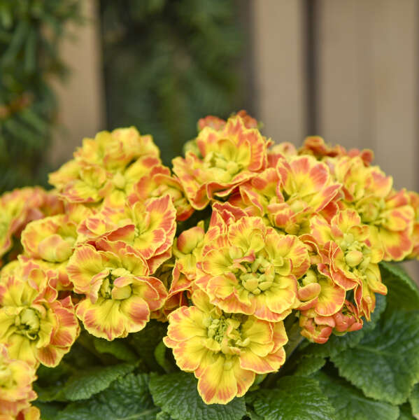 Walters Gardens, Inc. / Primula vulgaris PRIMA BELARINA® CARNIVAL