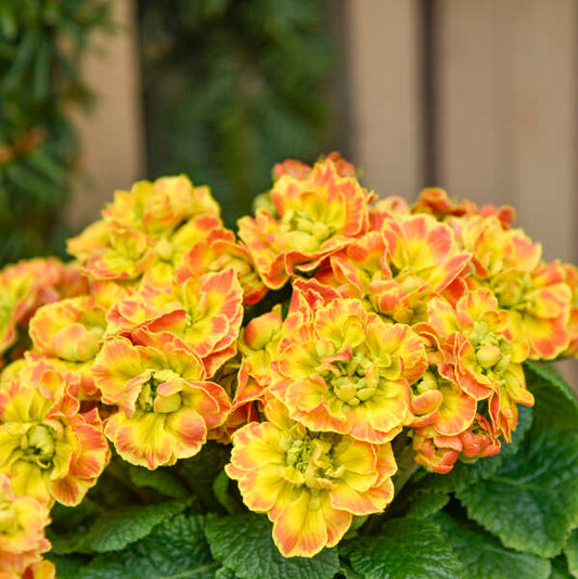 Walters Gardens, Inc. / Primula vulgaris PRIMA BELARINA® CARNIVAL