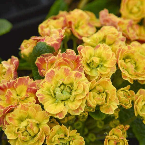 Walters Gardens, Inc. / Primula vulgaris PRIMA BELARINA® CARNIVAL