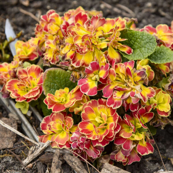 Walters Gardens, Inc. / Primula vulgaris PRIMA BELARINA® CARNIVAL