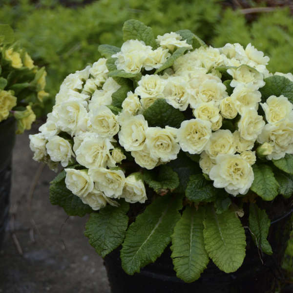 Walters Gardens, Inc. / Primula vulgaris BELARINA® CREAM 
