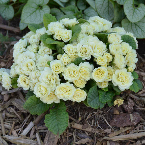 3-Pack Primula vulgaris BELARINA® CREAM Starter Primrose Perennials. Double Soft White Blossoms. Early, Shade-Loving Bloomers.