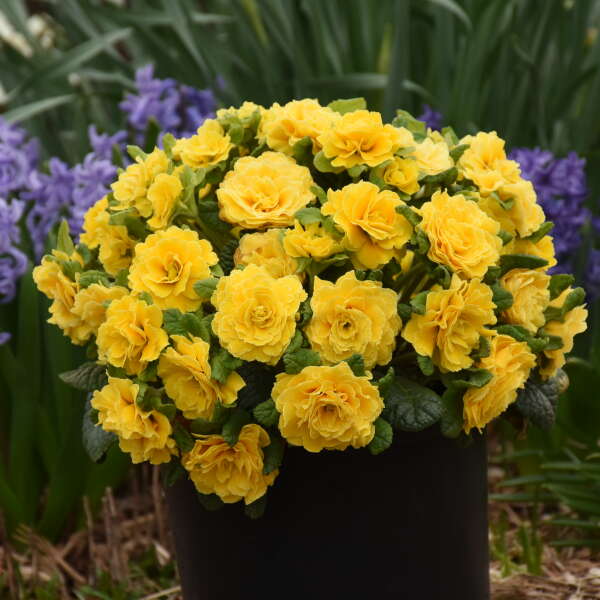 Walters Gardens, Inc. / Primula vulgaris PRIMA BELARINA® SPRING SUN