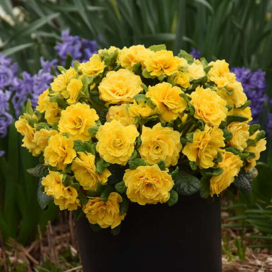 Walters Gardens, Inc. / Primula vulgaris PRIMA BELARINA® SPRING SUN