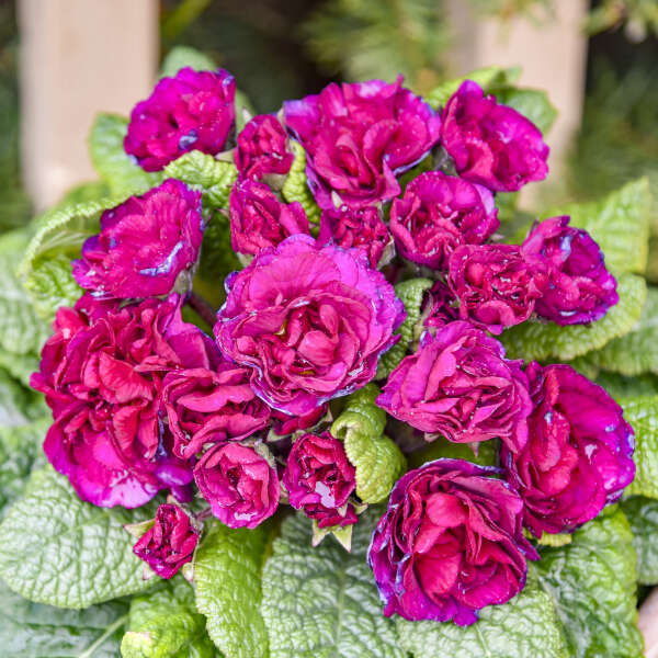 Walters Gardens, Inc. / Primula vulgaris BELARINA® BERRY DARLING