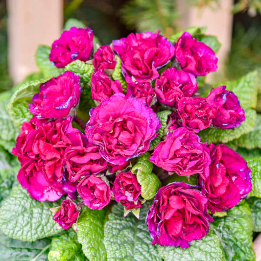 Walters Gardens, Inc. / Primula vulgaris BELARINA® BERRY DARLING