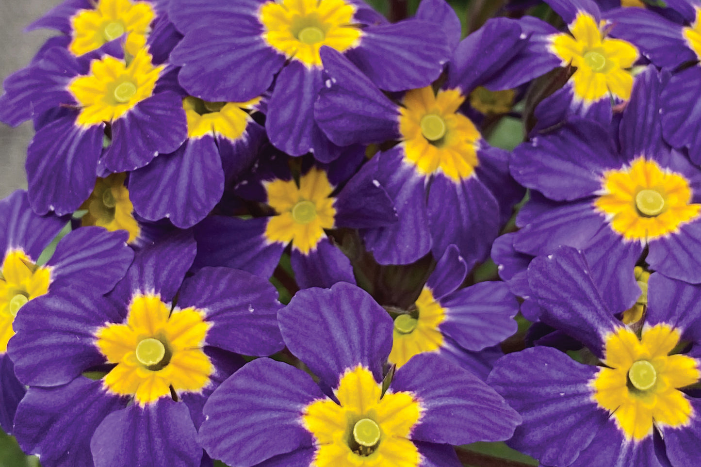 3 Primula Oakleaf Blue Starter Perennials. Stunning Rebloomer. Must Have for Spring Gardens.