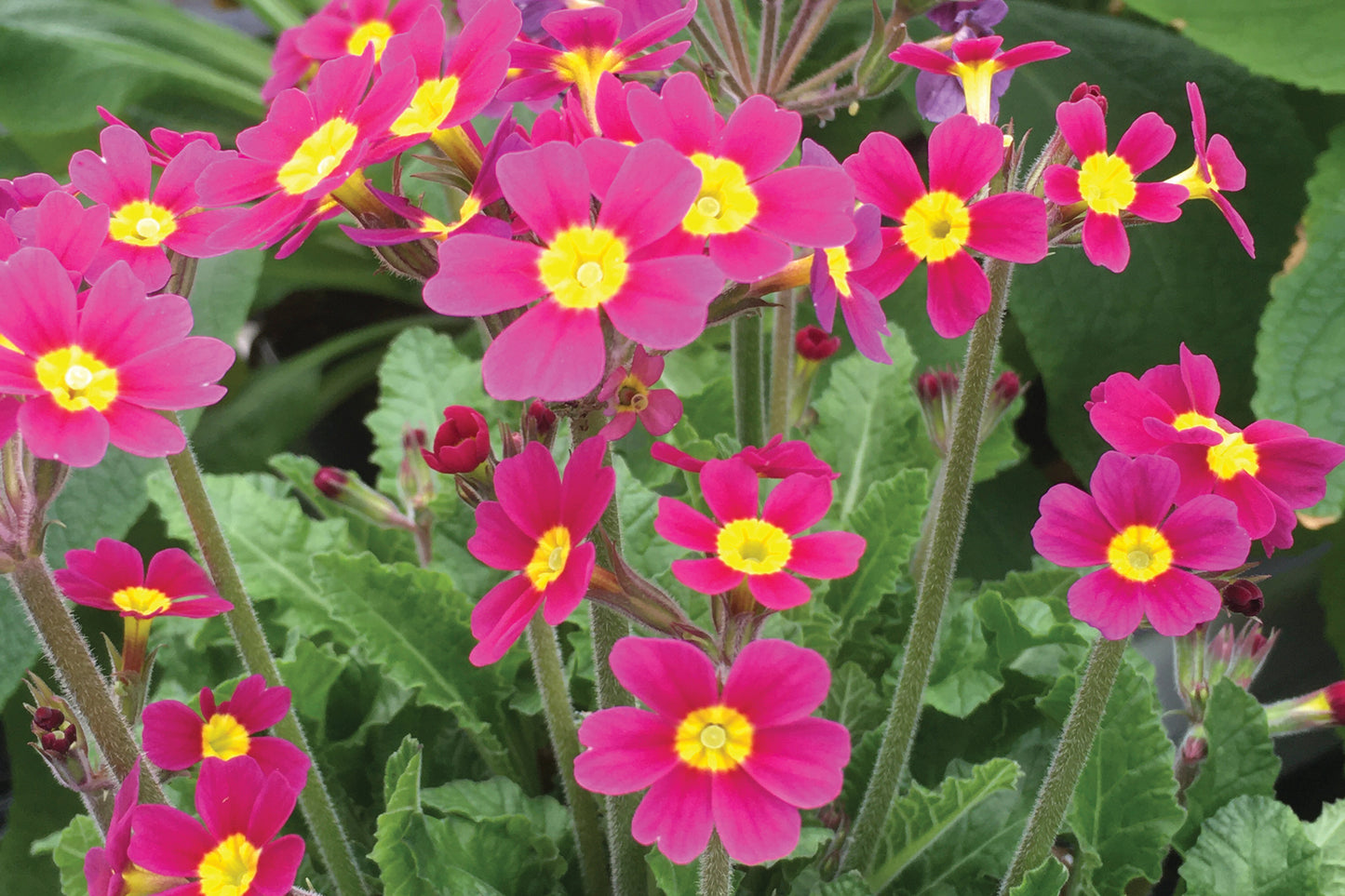 3-Pack Primula 'Oakleaf Magenta' Starter Perennials. Stunning Rebloomer. Must Have for Spring Gardens.