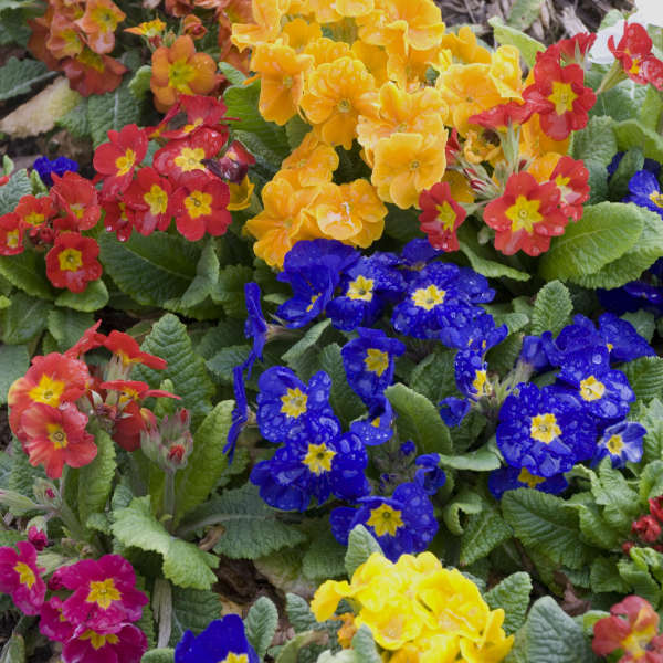 Walters Gardens / Primula 'Pacific Hybrids'