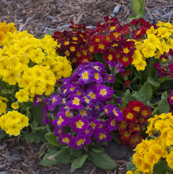 Walters Gardens / Primula 'Pacific Hybrids'