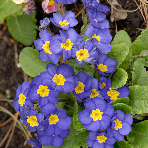 Walters Gardens / Primula 'Pacific Hybrids'