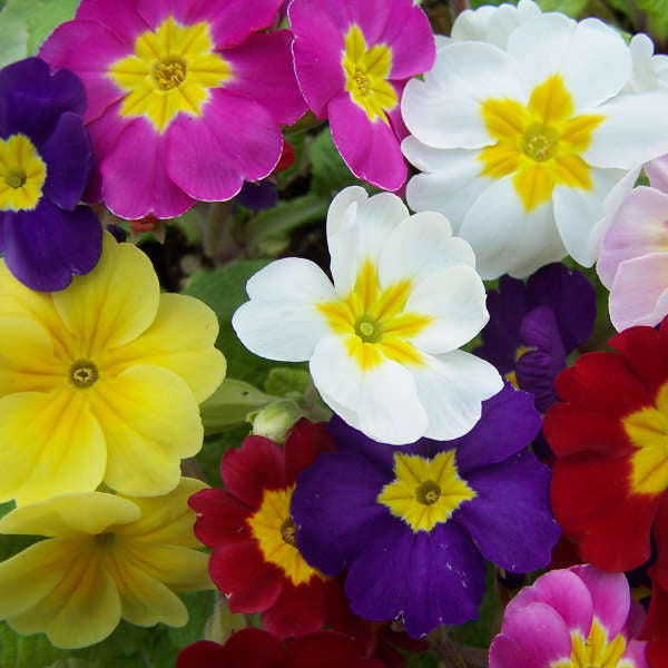 Walters Gardens / Primula 'Pacific Hybrids'