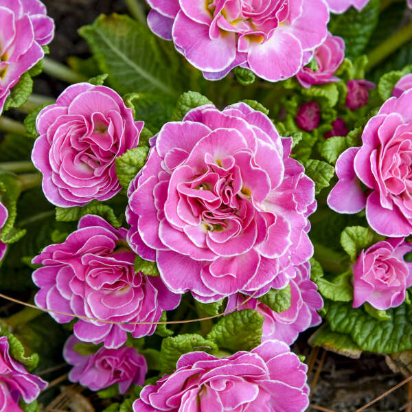 3-Pack Primula BOUQUET PERFECT™ ROSALINA Starter Primrose Perennials. Bright Pink. Shade-Loving, Early Bloomer.