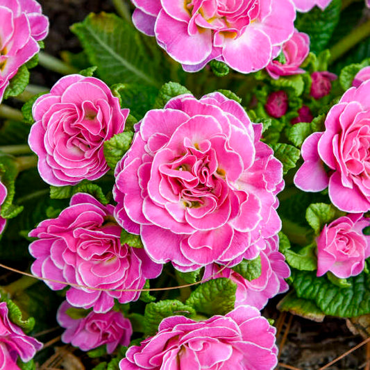 3-Pack Primula BOUQUET PERFECT™ ROSALINA Starter Primrose Perennials. Bright Pink. Shade-Loving, Early Bloomer.