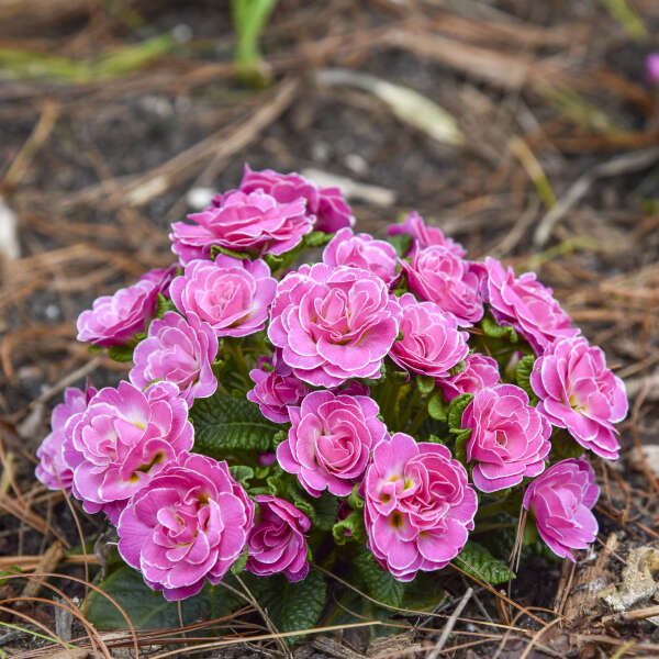 3-Pack Primula BOUQUET PERFECT™ ROSALINA Starter Primrose Perennials. Bright Pink. Shade-Loving, Early Bloomer.