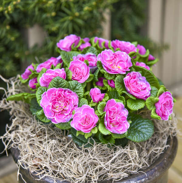 3-Pack Primula BOUQUET PERFECT™ ROSALINA Starter Primrose Perennials. Bright Pink. Shade-Loving, Early Bloomer.