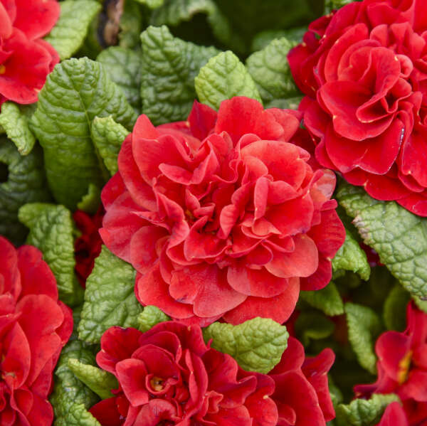 Walters Gardens, Inc. /  Primula vulgaris BOUQUET PERFECT™ SCARLETTA
