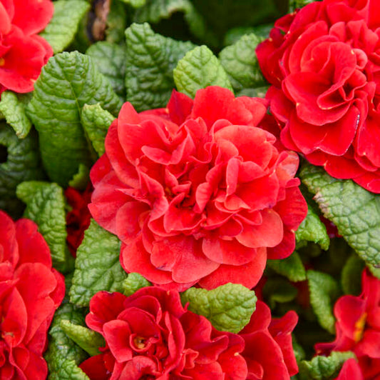 Walters Gardens, Inc. /  Primula vulgaris BOUQUET PERFECT™ SCARLETTA