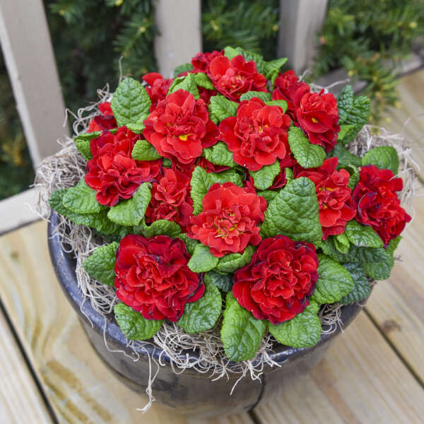 Walters Gardens, Inc. /  Primula vulgaris BOUQUET PERFECT™ SCARLETTA