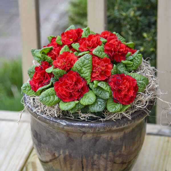 Walters Gardens, Inc. /  Primula vulgaris BOUQUET PERFECT™ SCARLETTA