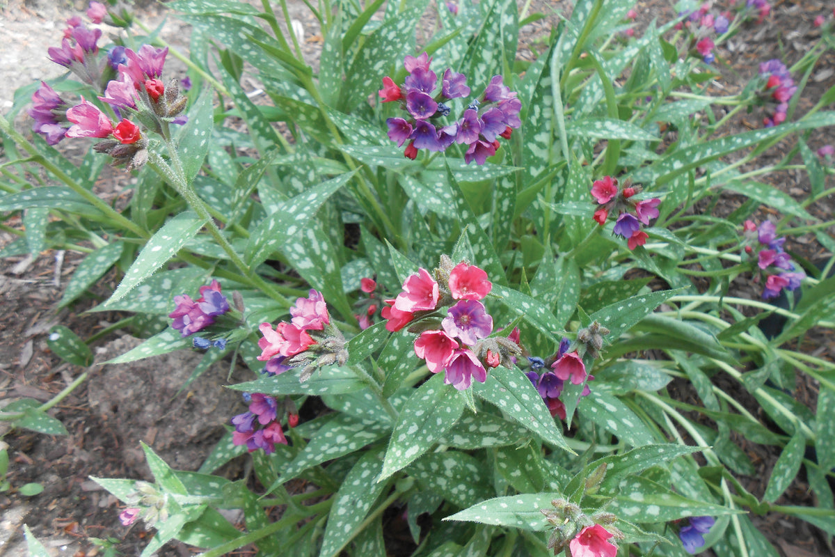 Creek Hill Nursery / Pulmonaria 'Raspberry Splash'