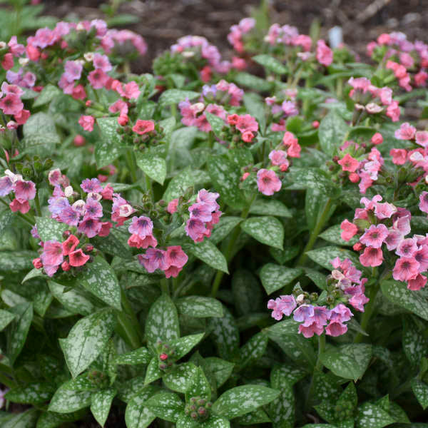 3 Pulmonaria 'Pretty in Pink' Lungwort Starter Perennials. Vibrant Pink Blooms Excel in Full Shade.