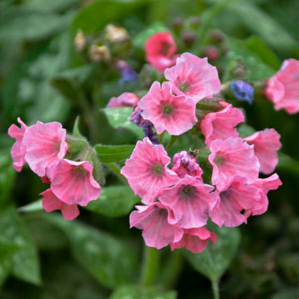 3 Pulmonaria 'Pretty in Pink' Lungwort Starter Perennials. Vibrant Pink Blooms Excel in Full Shade.