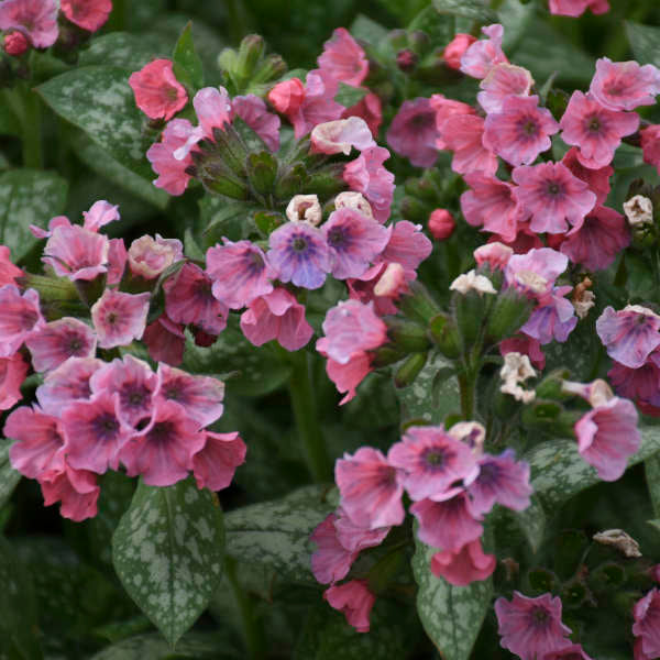 3 Pulmonaria 'Pretty in Pink' Lungwort Starter Perennials. Vibrant Pink Blooms Excel in Full Shade.